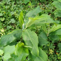 Zingiber zerumbet (L.) Roscoe ex Sm.
